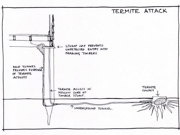 how termites attack