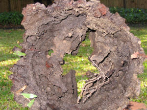 termite damage to wood house stump