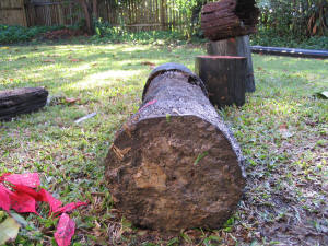 wood stump with termite damage