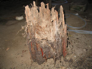 Rotting stump caused by tree roots