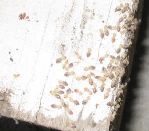 termites damage timber homes